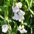 Lathyrus latifolius White Pearl, Luktärt, Rosenvial, P9cm