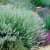 Lavandula angustifolia Edelweiss