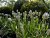 Lavandula angustifolia Essence White