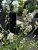 Lavandula angustifolia Essence White3
