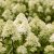 Hydrangea paniculata Living Little Passion ®