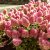 Hydrangea paniculata Living Pinky Promise ®