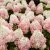 Hydrangea paniculata Living Colourful Cocktail ®