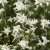 Leontopodium alpinum, Edelweiss, P9cm