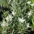 Leontopodium alpinum, Edelweiss, P9cm