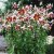 Lilium hybr. Leslie Woodriff, Orientalisk Lilja, P11cm