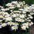 Leucanthemum x s. Alaska, Prästkrage
