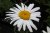 Leucanthemum x s. Silversessan, Jätteprästkrage, C13cm