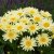 Leucanthemum x s. Banana Cream ®, Jätteprästkrage, C11cm