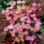 Lewisia cotyledon Regenbogen, Broklewisia