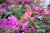 Lewisia cotyledon Regenbogen, Broklewisia, C11cm