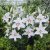 Orientalisk Lilja Lilium Siberia 2st