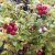 Vaccinium vitis idaea Linnea, Lingon