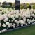 Hydrangea paniculata Living Strawberry Blossom ®