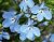 Lobelia, Stickling, Curacao ® Light Blue