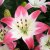 Lilium hybr. Lollypop, Asiatisk Lilja, P11cm