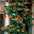 Lonicera brownii Dropmore Scarlet, Eldkaprifol, C2