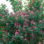 Lonicera tatarica Arnold Red, Rosentry