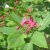 Lonicera tatarica Arnold Red, Rosentry, busk C3,5