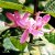 Lonicera tatarica Rosea, Rosentry, busk C3,5