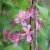 Lonicera tatarica Rosea, Rosentry, busk C3,5