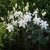 Orientalisk Lilja Lotus Beauty 3st