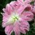 Lilja Orientalisk Lotus Elegance 3st