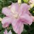 Orientalisk Lilja Lotus Spring 3st