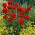 Lychnis chalcedonica, Studentnejlika, P9cm