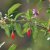 Lycium barbarum Sweet Lifeberry, Gojibär / Bocktörne, C5