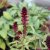 Lysimachia atropurpurea, Purpurlysing, P9cm