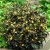 Lysimachia ciliata Firecracker, Guldlysing, P9cm