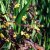 Lysimachia ciliata Firecracker, Guldlysing, P9cm