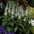 Lysimachia clethroides, Vitlysing