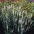 Lysimachia ephemerum, Silverlysing
