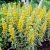 Lysimachia punctata Alexander, Praktlysing