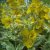 Lysimachia punctata Alexander, Praktlysing, C13cm