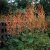 Macleaya microcarpa Kelway's Coral Plume, Kinesisk Vippvallmo