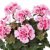 Pelargonium zonale Magic Kiss Light Pink Splash