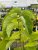Magnolia acuminata Blue Baby, Poppelmagnolia