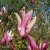 Magnolia liliiflora Susan, Rosenmagnolia, 60-80 C