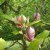 Magnolia x soulangeana Rustica Rubra, Praktmagnolia, 60-80 C5