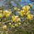 Magnolia x brooklynensis Yellow Bird, Brooklynmagnolia