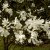 Magnolia x loebneri Merrill, Hybridmagnolia, 40-50 C5
