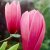 Magnolia x soulangeana Rustica Rubra, Praktmagnolia, 60-80 C5