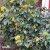 Mahonia aquifolium Smaragd, Mahonia, 40-50 C5