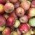 Malus domestica Aroma E