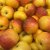 Malus domestica Rubinola