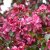 Malus Royal Beauty, Prydnadsapel, 120 stam C7,5