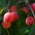 Malus Rudolph, Prydnadsapel, 120 stam C7,5